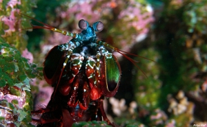 Maldives 2021 - Squille multicolore - Peacock mantis shrimp - Odontodactylus scyllarus - DSC00287_rc